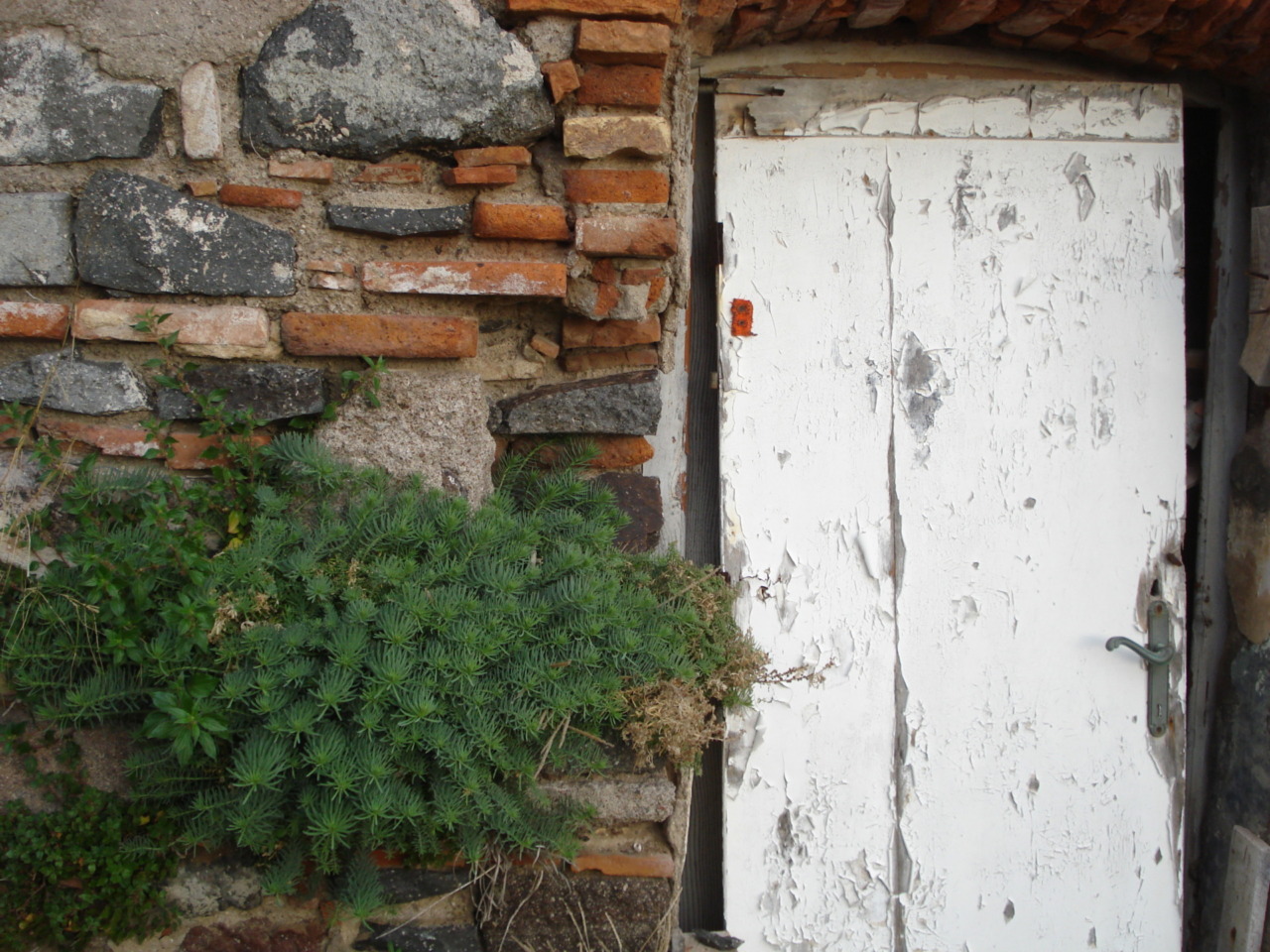 Identificate 62 specie di piante minacciate in Toscana