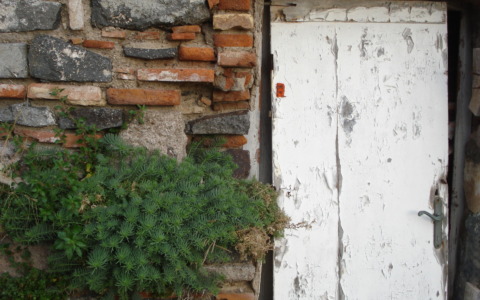 Identificate 62 specie di piante minacciate in Toscana