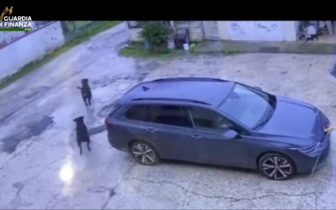 Cascina: Bambina aggredita da tre Rottweiler, salvata da un finanziere