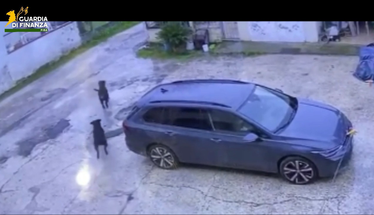 Cascina: Bambina aggredita da tre Rottweiler, salvata da un finanziere