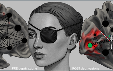 Scoperta sul potenziale plastico del cervello adulto