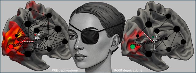 Scoperta sul potenziale plastico del cervello adulto