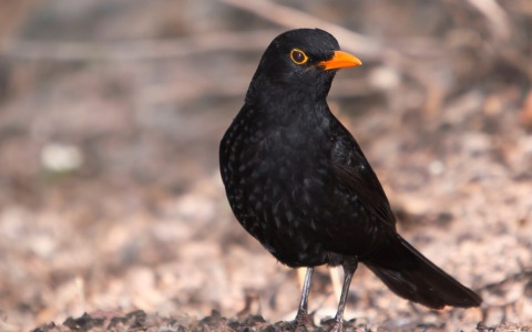 Task force a Pisa e Livorno per combattere il bracconaggio di tordi e merli