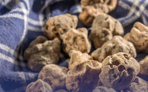 Un tartufo bianco eccezionale in Toscana: prezzo e beneficenza