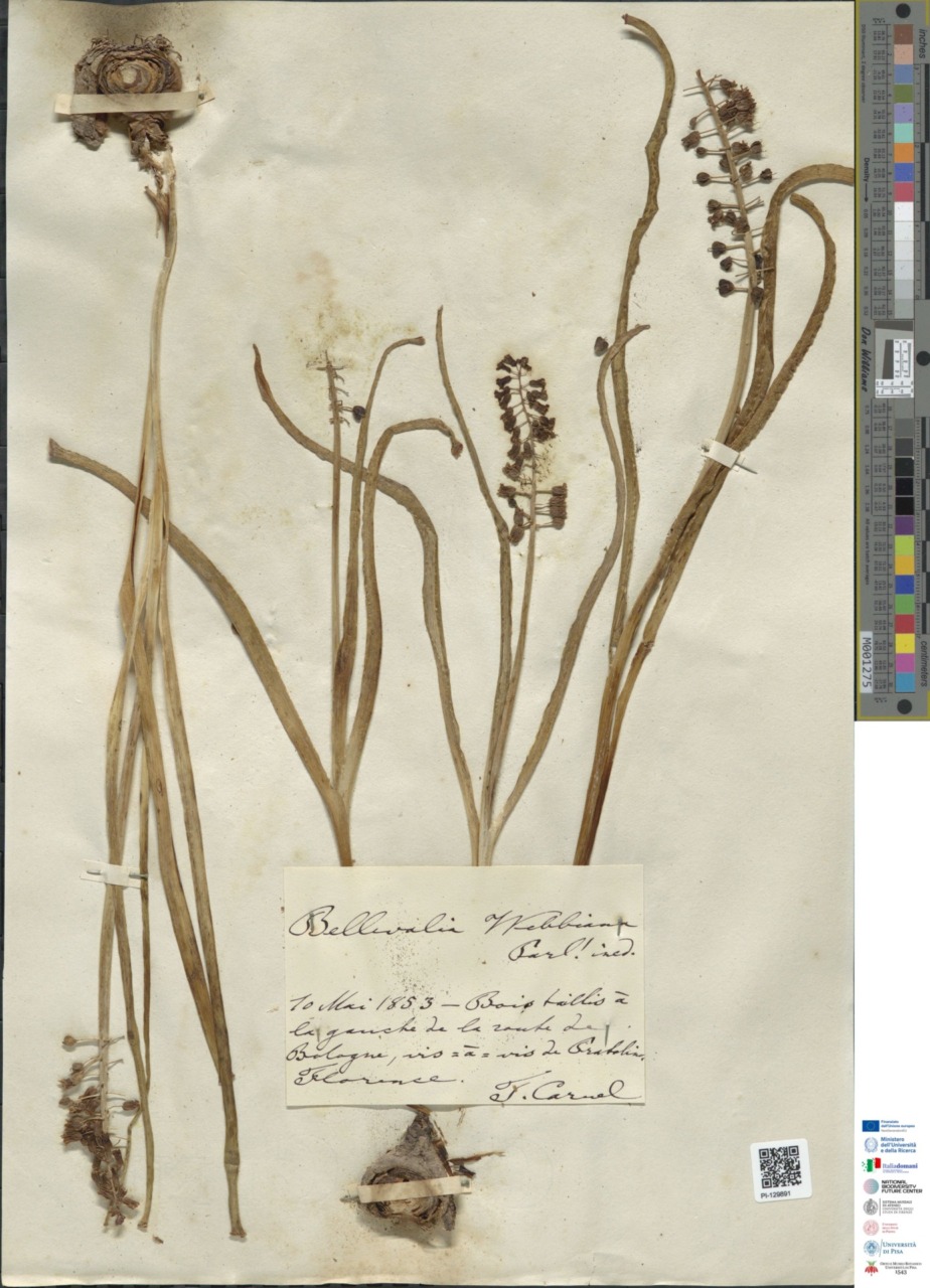 Completata la digitalizzazione dei 357 mila campioni dell’Erbario dell’Università di Pisa