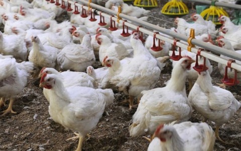 Focolaio di influenza aviaria in un allevamento di San Giuliano Terme: rassicurazioni dell’Asl