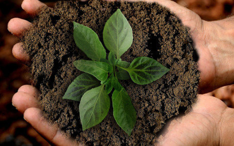 Green Jobs in Italia: crescita delle assunzioni e precarietà lavorativa