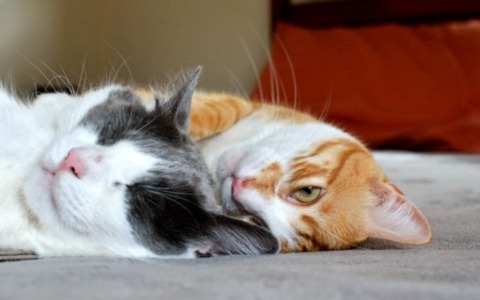 Cani eroi: come far diventare il tuo amico a quattro zampe un donatore di sangue gratuito