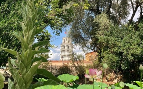 Mura botaniche: esplorando la flora urbana di Pisa