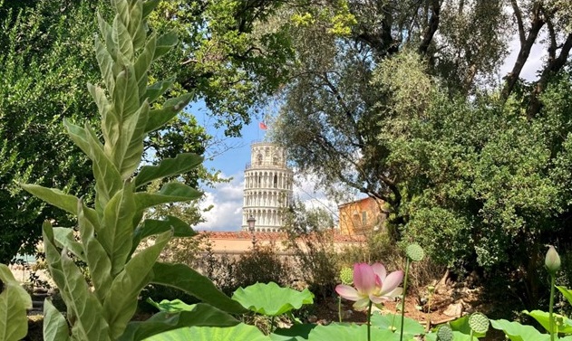 Mura botaniche: esplorando la flora urbana di Pisa