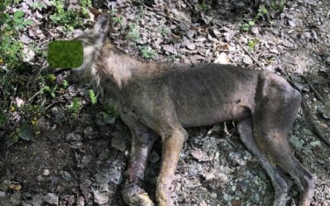 Un lupo decapitato rinvenuto tra Cascina e Coltano