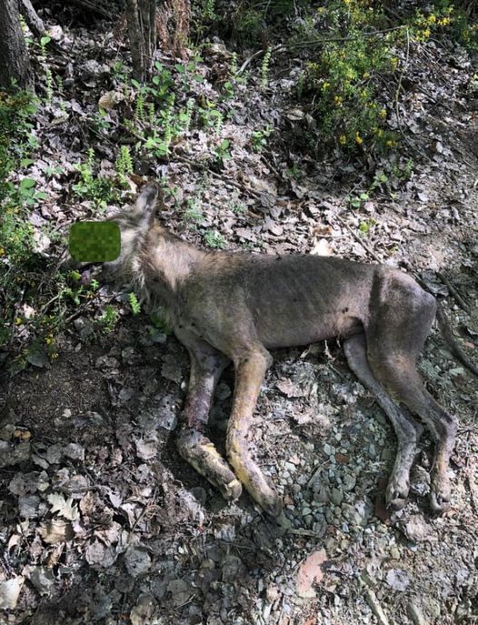 Un lupo decapitato rinvenuto tra Cascina e Coltano
